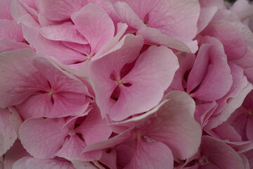 Hortensienblüte - Close up