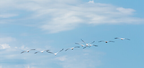 great white pelicans in flight, danube delta, romania