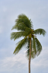 Coconut tree in front of blue sky. Nature background.