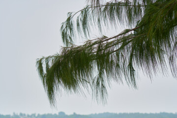Tropical trees in the park on Rawai Beach, Phuket. - 453092014