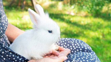 White fluffy rabbit in the arms of its mistress against the backdrop of a green lawn in the garden. Easter bunny. Rodent rabbit as a pet for a family with children.