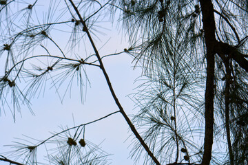 Tropical trees in the park on Rawai Beach, Phuket. - 453092050