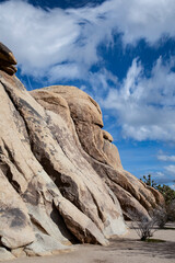 landscape with joshua trees in the desert
