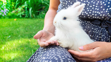 White decorative rabbit with blue eyes in the arms of its mistress close-up banner. Rodent rabbit as a pet for a family with children. Cute bunny on the background of a green lawn.