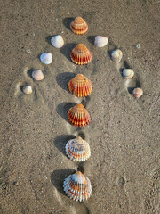Seashell shells on the beach arranged in the shape of an arrow.