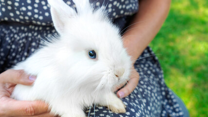 White decorative rabbit close-up. The baby dwarf hare is sitting in the arms of the mistress. The...