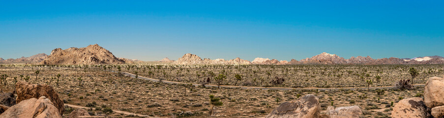Fototapeta na wymiar landscape with joshua trees in the desert