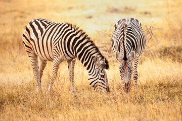 Fototapeta na wymiar 2 wild zebras from Africa eating in the savanna in Botswana, Africa