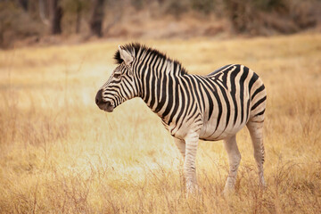 wild zebra from Africa walking through the savanna in Botswana, Africa