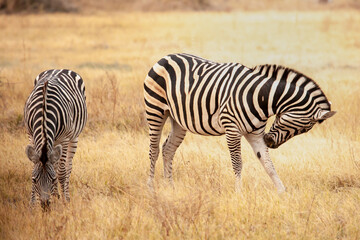 Naklejka na ściany i meble wild zebras eating grass in Botswana, Africa