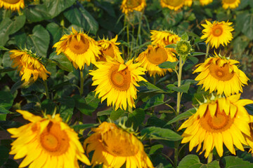 Obraz premium Many sunflowers on the field in summer