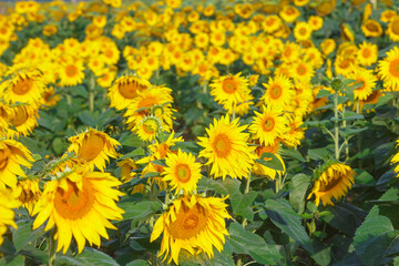 Many sunflowers on the field in summer