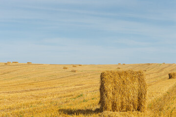 Fototapeta premium the stacks on the field with straw and sheaves on the horizon