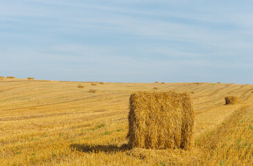 Fototapeta premium the stacks on the field with straw and sheaves on the horizon
