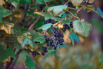 black currant on a bush in the garden in summer