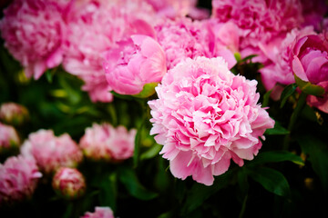 pink flowers in the garden 