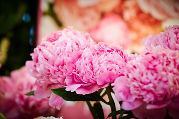 pink roses in a garden