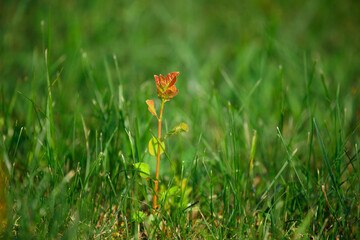 Young plant in green grass on the meadow