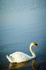 Fototapeta premium white swan on the lake