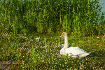 white swan on the grass © mnimage