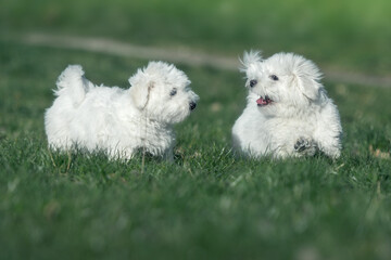 Dwa małe białe pieski na trawie © Agnieszka