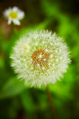 Dandelion close-up on the grass