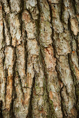 bark of a tree, texture