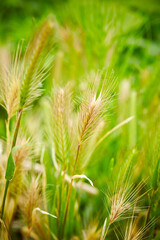 close up of wheat ears