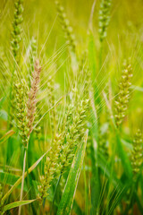 field of wheat,ears of wheat on a field