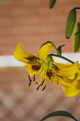 Yellow lilly