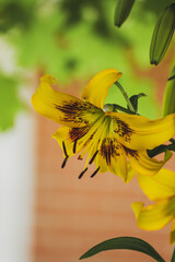 Yellow lilly