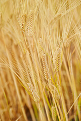 Fototapeta premium golden wheat field