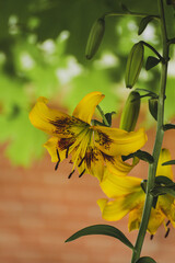 Yellow lilly