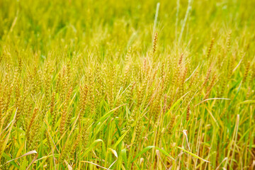 green grass in the wind