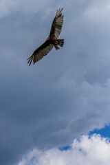 Turkey vulture
