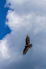 Fototapeta na wymiar Turkey vulture