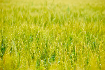 field of wheat,ears of wheat on a field