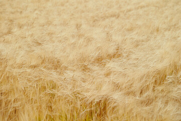 golden wheat field