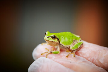 little frog on the finger