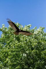 Turkey vulture