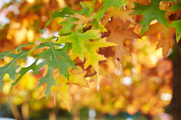 autumn leaves background in the park