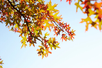 autumn leaves on blue sky