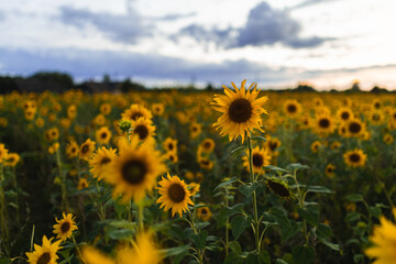 lonely sunflower in a flower field evening light green yellow in a sunset clouds
