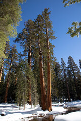 beautiful old sequoia trees under blue sky with small creek and snow