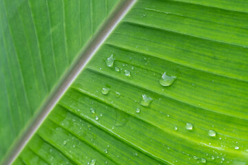 .Raindrop background on banana leaves