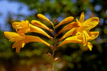 Hemerocallis lilioasphodelus (Lemon Lily)