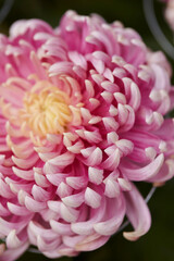 close up of pink chrysanthemum