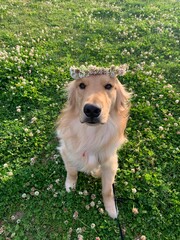 dog on the grass