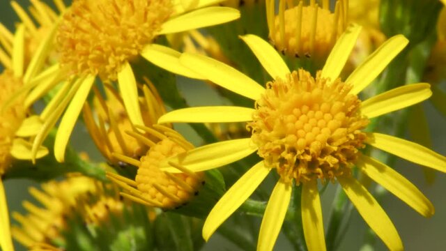 Butterweed, Cressleaf Groundsel on meadows