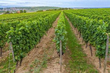 Fototapeta na wymiar View from slightly above onto the rows of a vineyard in Rheinhessen / Germany 